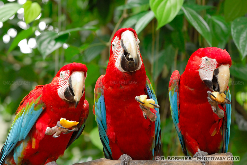 images d'oiseaux : photo de 3 perroquets Ara Chloroptère