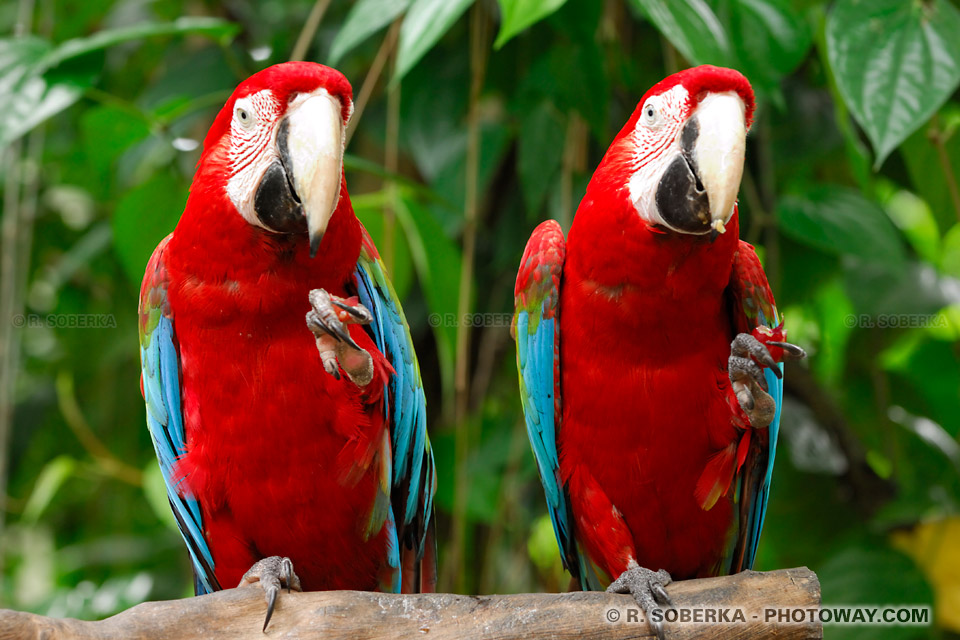 Photos de deux perroquets Ara Chloroptères