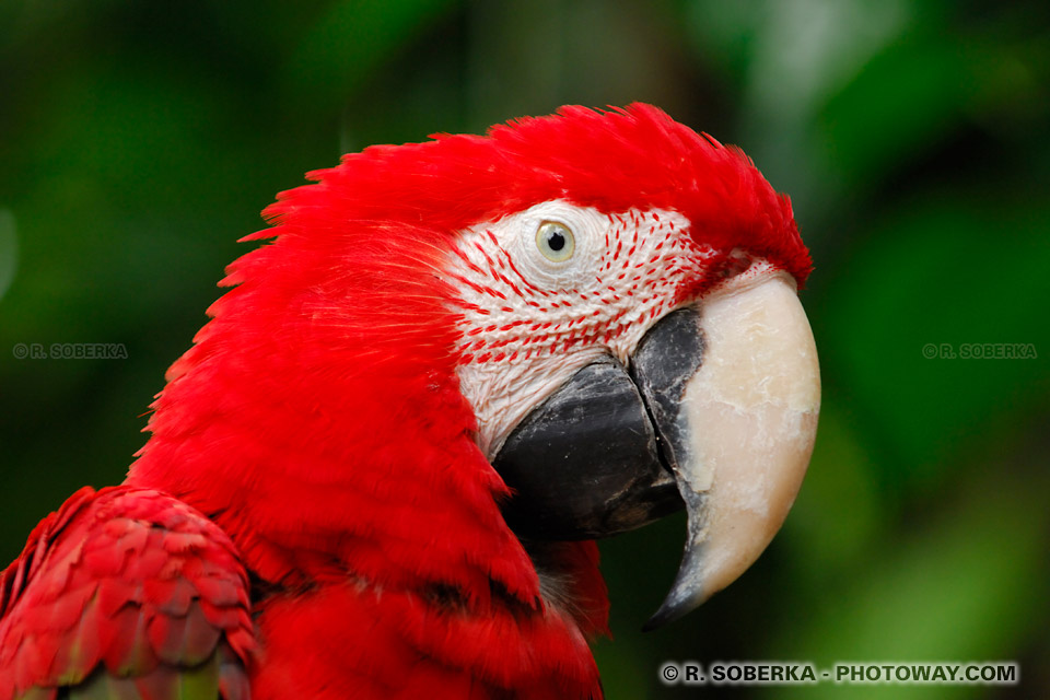 Photos d'un Ara rouge, photos de perroquet ara Chloroptère