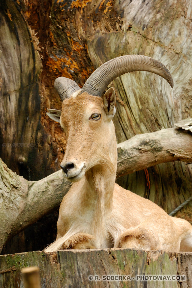 Photo d'un mouflon photos d'un mouflon assis