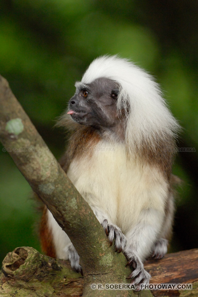 Photo d'un Tamarin tirant la langue comme Einstein !