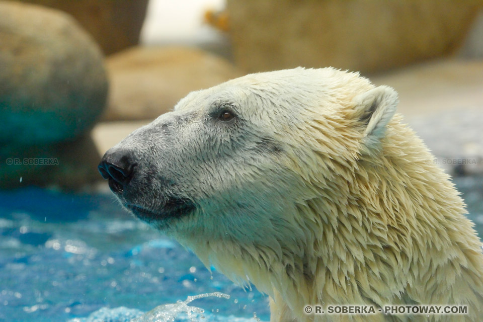 Image d'ours blanc photos ours polaires 