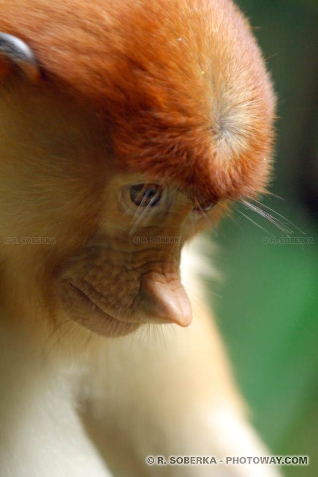 Photo d'un singe Proboscis de Bornéo singes au long nez