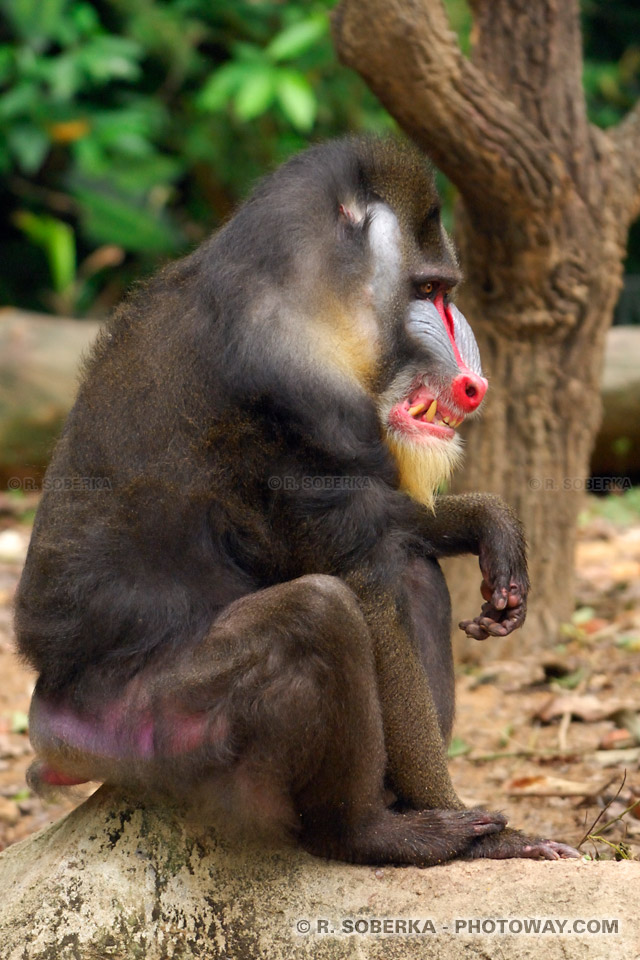 Photos de Mandrill photo d'un singe au nez rouge
