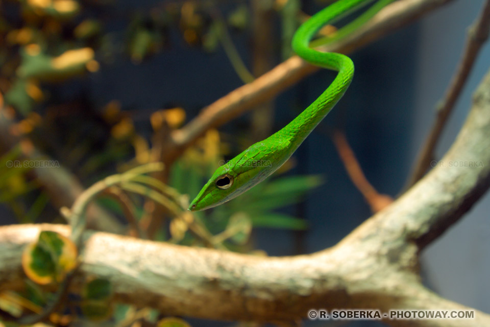 Photos de serpents photo d'un serpent fouet venimeux