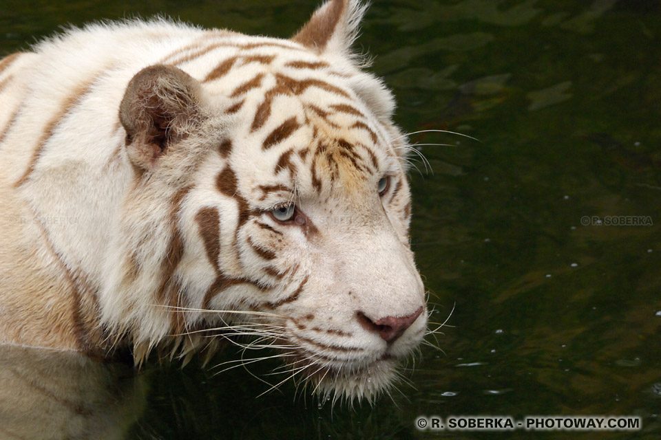 Photos d'animaux sauvages, félins, singes...