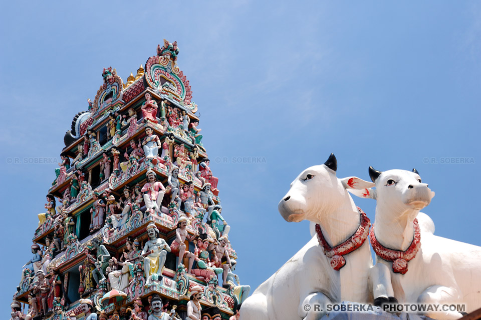 Photos de vaches sacrées dans un temple Hindou - images