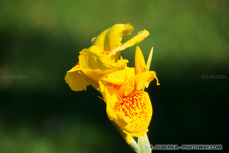 Photos de fleurs tropicales, photo d'une fleur tropicale