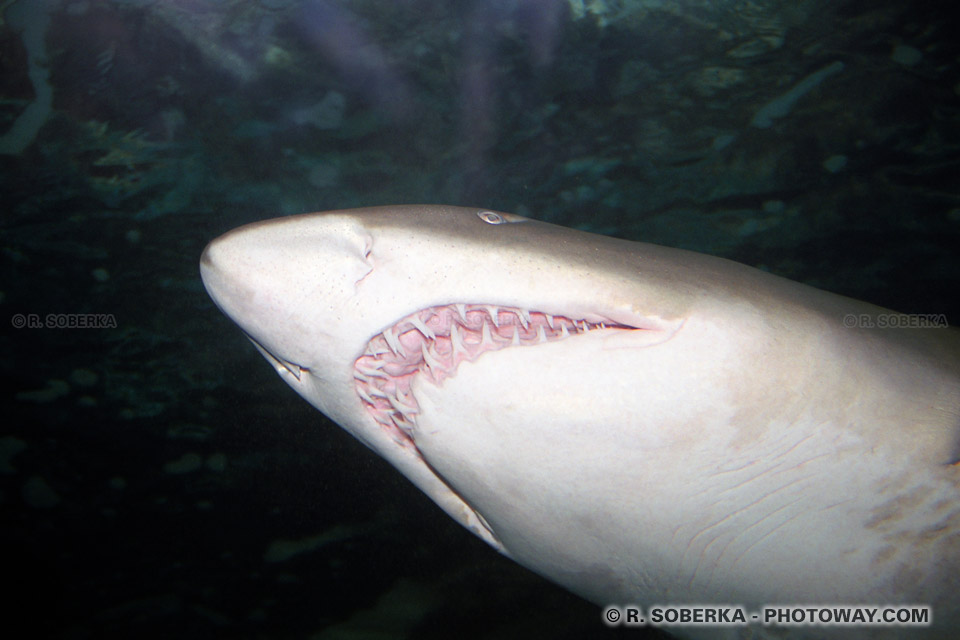 Images et photos de requins photo d'un requin du pacifique