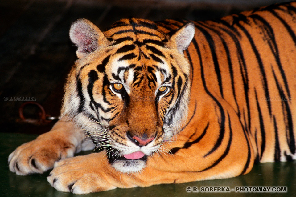 Images de tigres image d'un tigre du Bengale