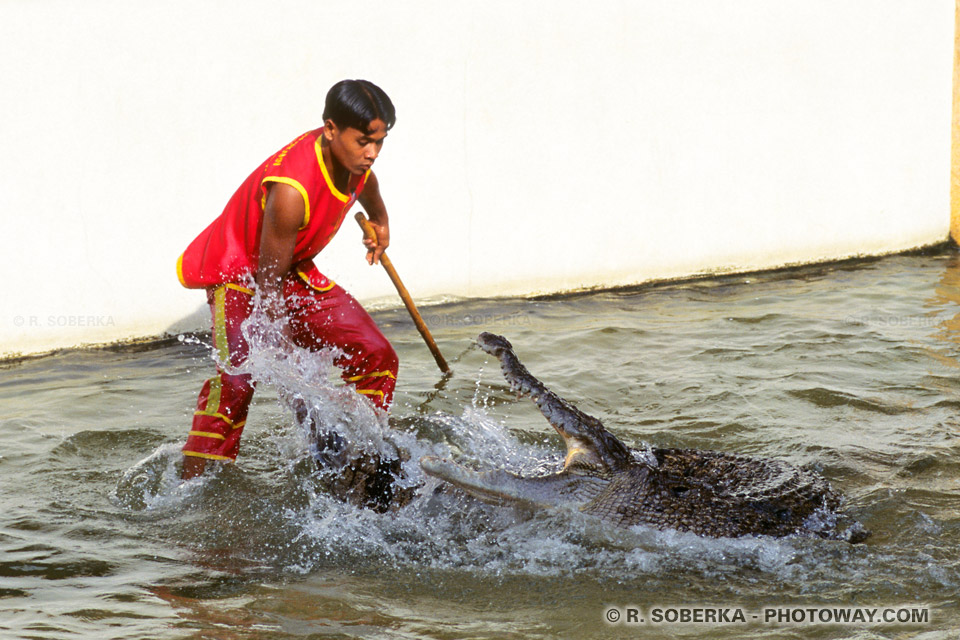 Image Photos Thaïlandais photo à la ferme d'élevage de Crocodiles Thailande