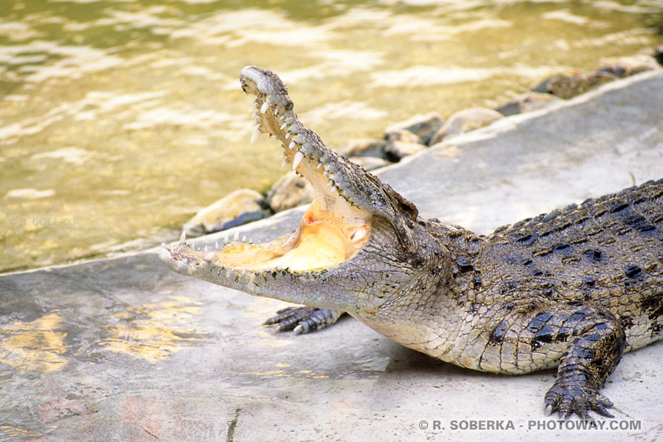 Images Photos de Crocodile photo ferme d'élevage Crocodiles Thaïlande