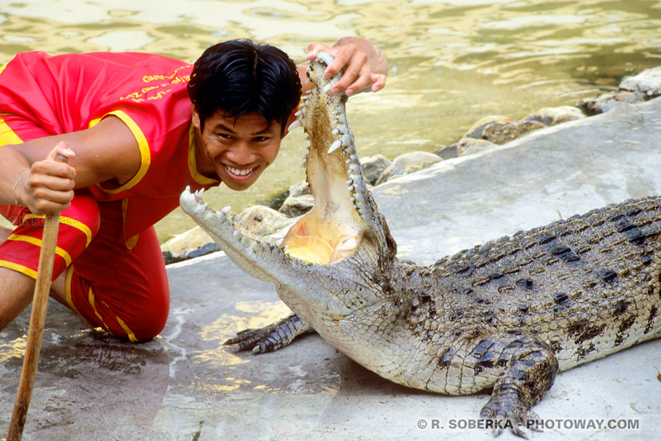 Photos la tête dans la gueule d'un crocodile photo images tailande