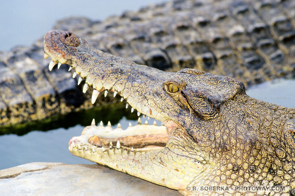 Images de photos Crocodiles photo Crocodile ferme d'élevage Thaïlande