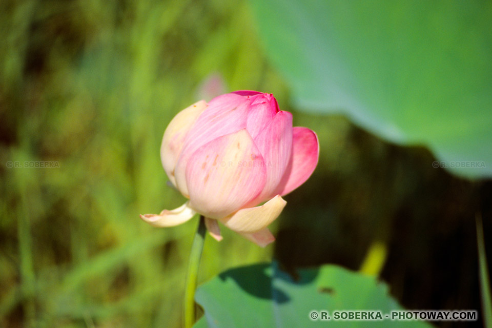 image Photos de fleur de Lotus photo de fleurs de Lotus