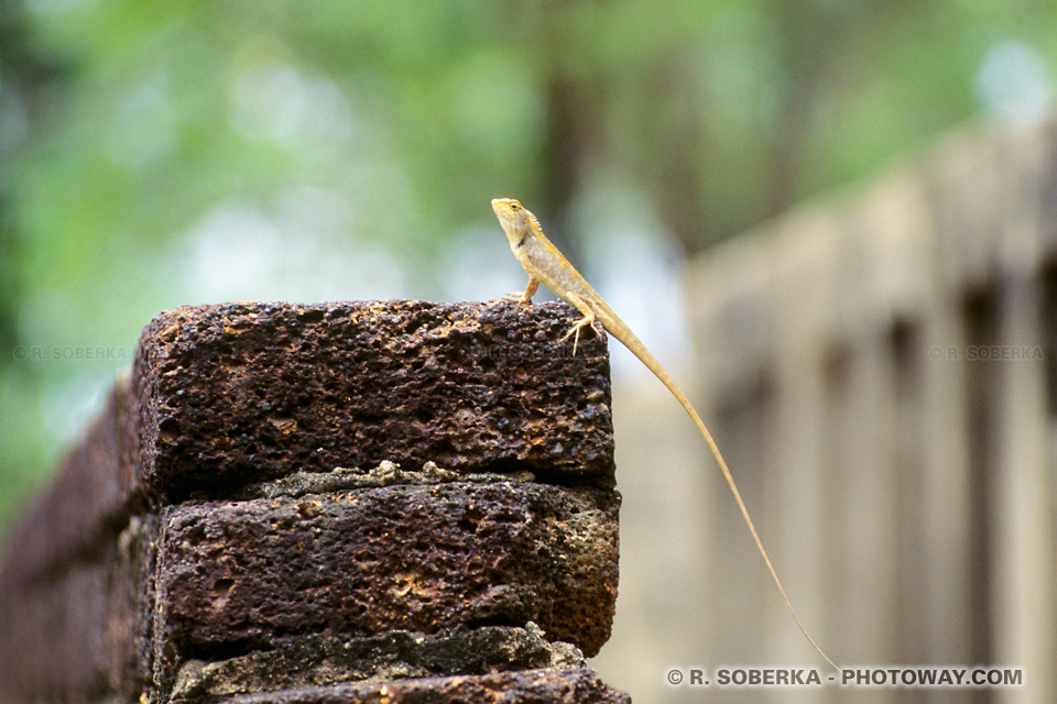 Photo de lezard lors des Vacances en Thaïlande