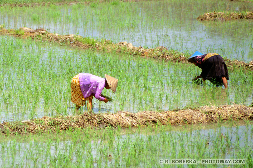 Photos de plantations de riz en indonésie