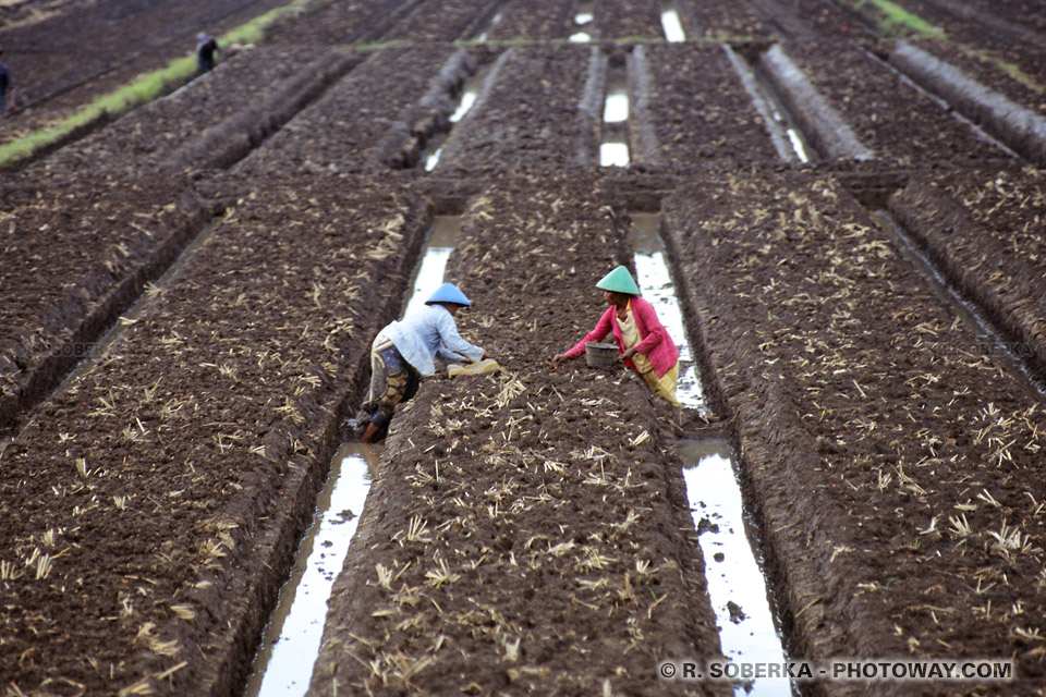 Images de rizières en asie : photo de la culture de riz en Indonésie