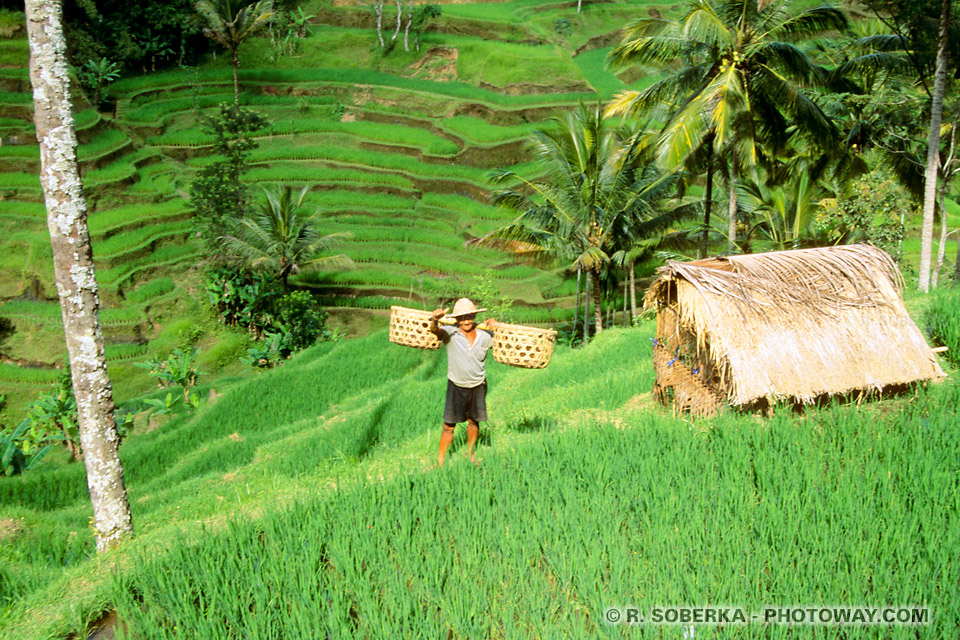 Photo d'un Balinais dans les rizières de Bali