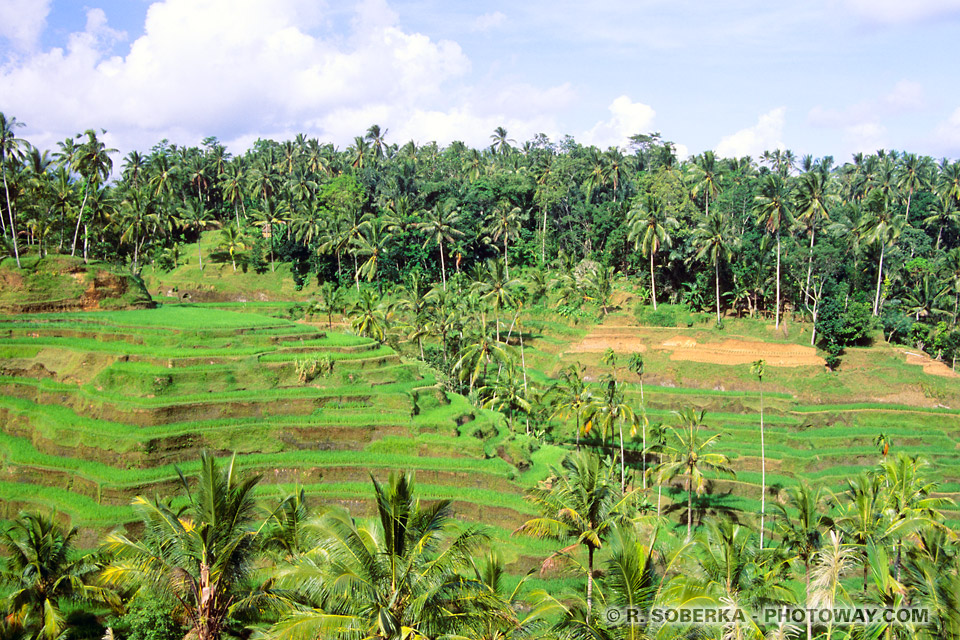 Photos rizières en terrasses à Bali en Indonésie