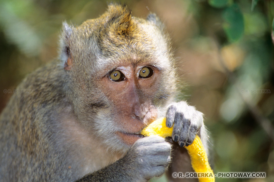 Photo du regard d'un macaque à Bali