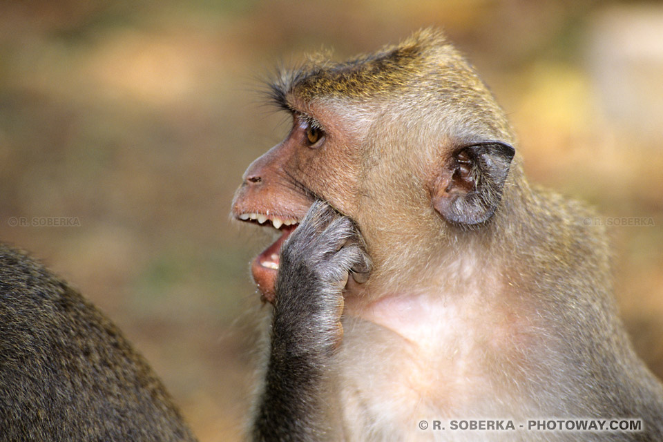 Photo d'un macaque, habitant de la jungle de Bali en Indonésie