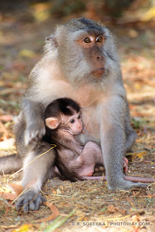 Photos de singes et infos sur les dangers et problèmes à Bali