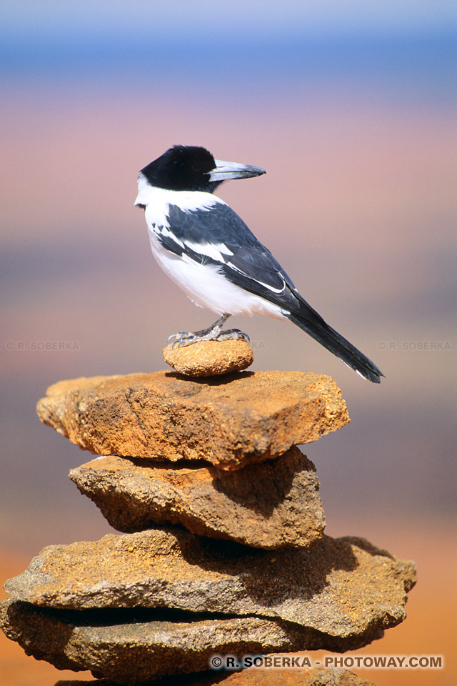 Photo d'un oiseau solitaire et reflexions d'une journée de méditation