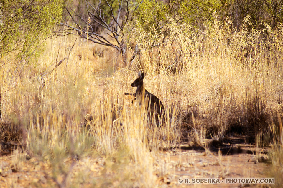 Photos des kangourous, les habitants du désert australien