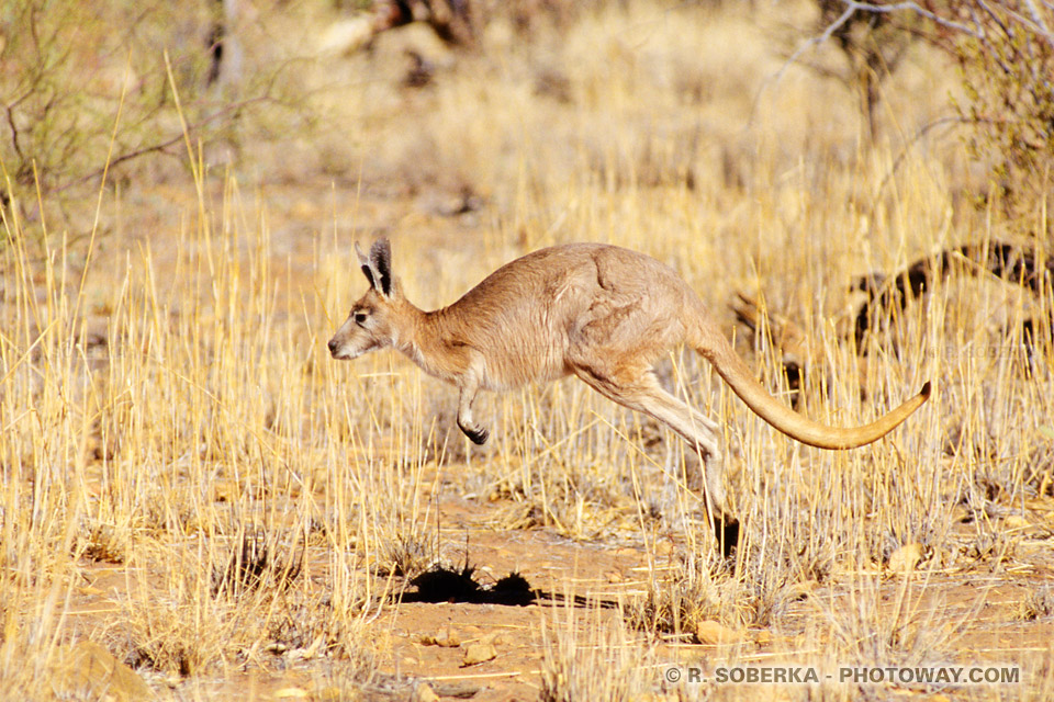 Image d'un kangourou rouge en Australie