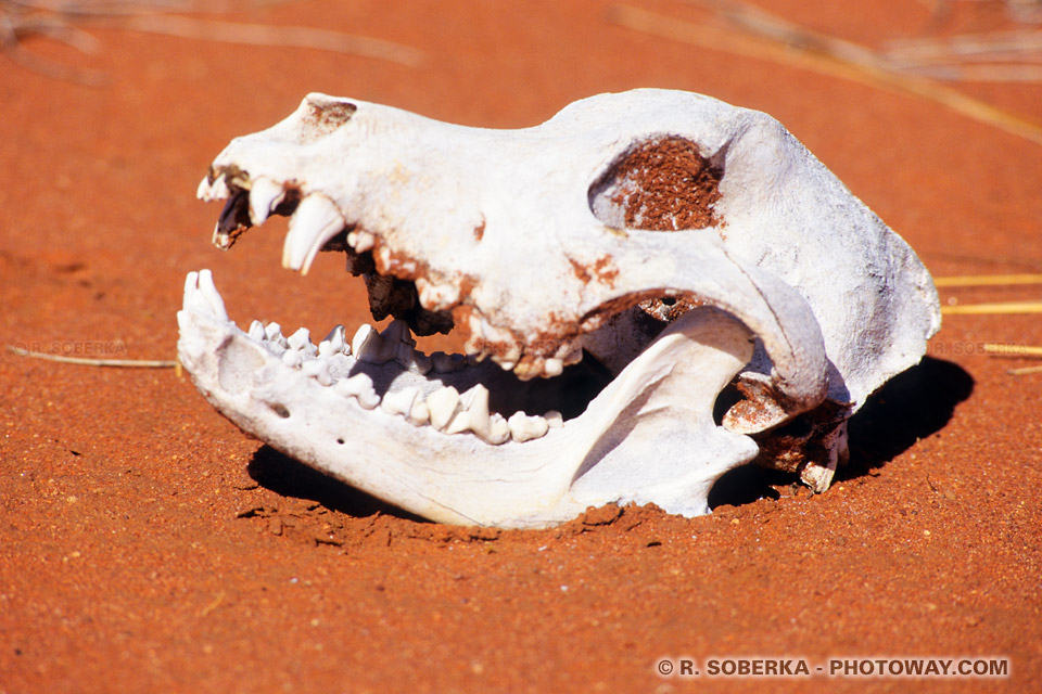 Photos de tête de mort -photo d'un chien sauvage mort dans le désert