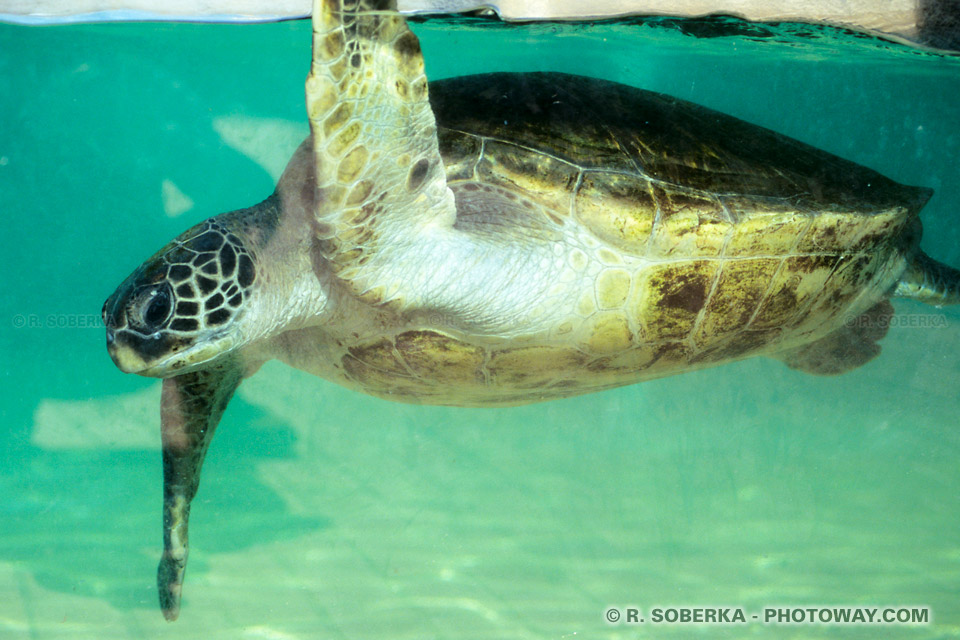 Photo d'une tortue dans un aquarium à Sydney en Australie