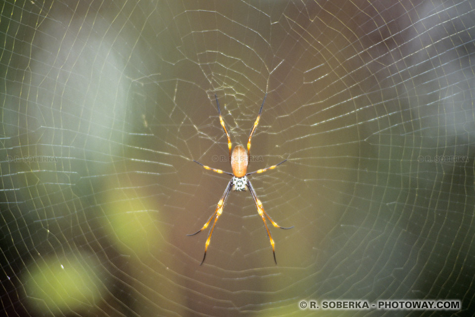 Photo d'une toile d'araignée en Australie