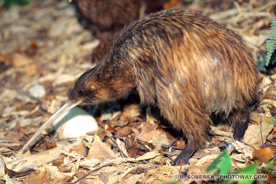 Photo du Kiwi de Nouvelle-Zélande, un oiseau noctambule