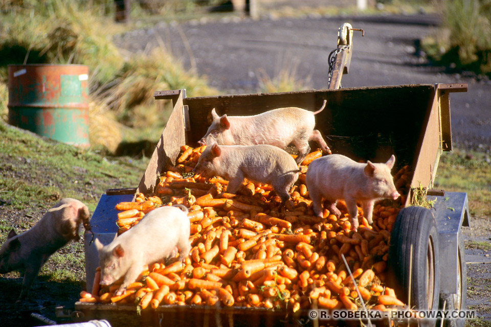 Photos de petits cochons en Nouvelle-Zélande à National Park