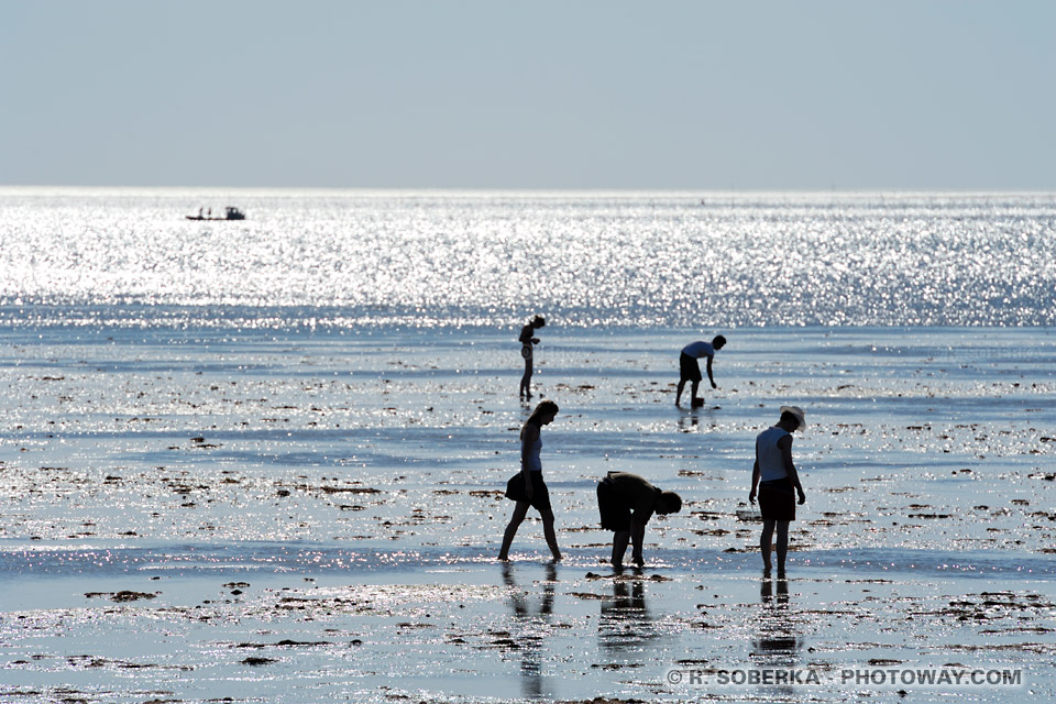 Touristes ramassant des coquillages - Ronce-les-Bains