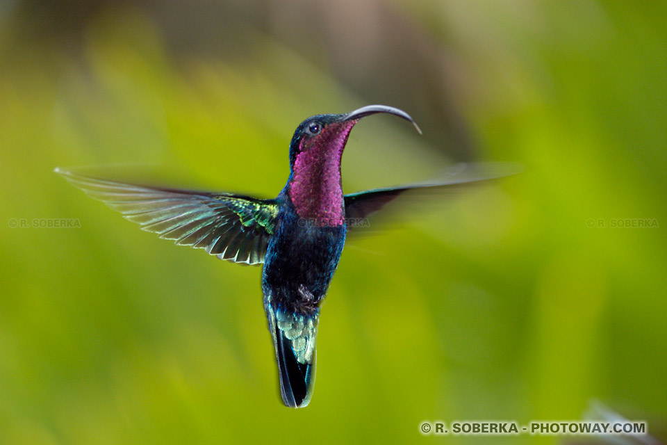 Colibri en vol